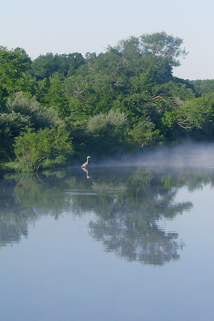 Heron photo